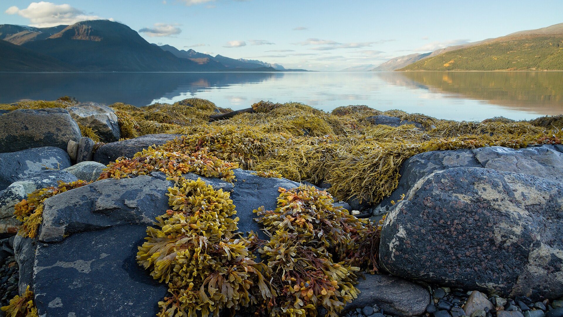 A Norwegian fjord