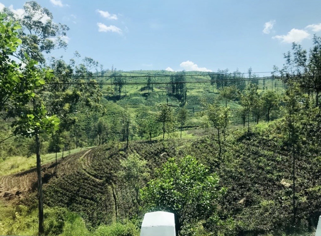 Tea plantations, Sri Lanka